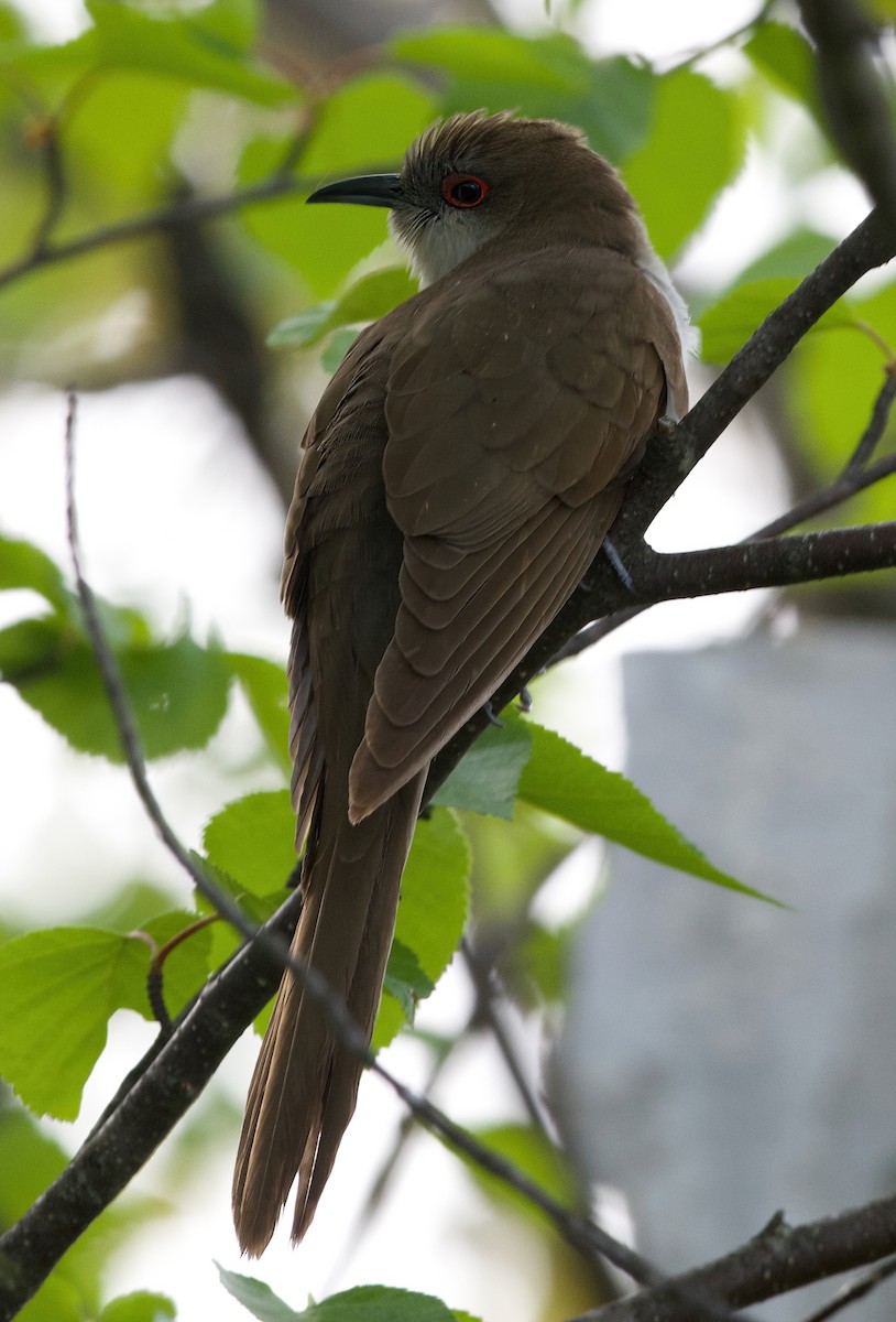 Black-billed Cuckoo - ML636771757