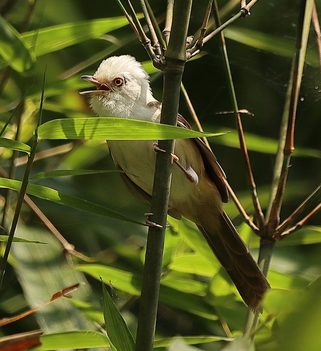 White-hooded Babbler - ML636771773