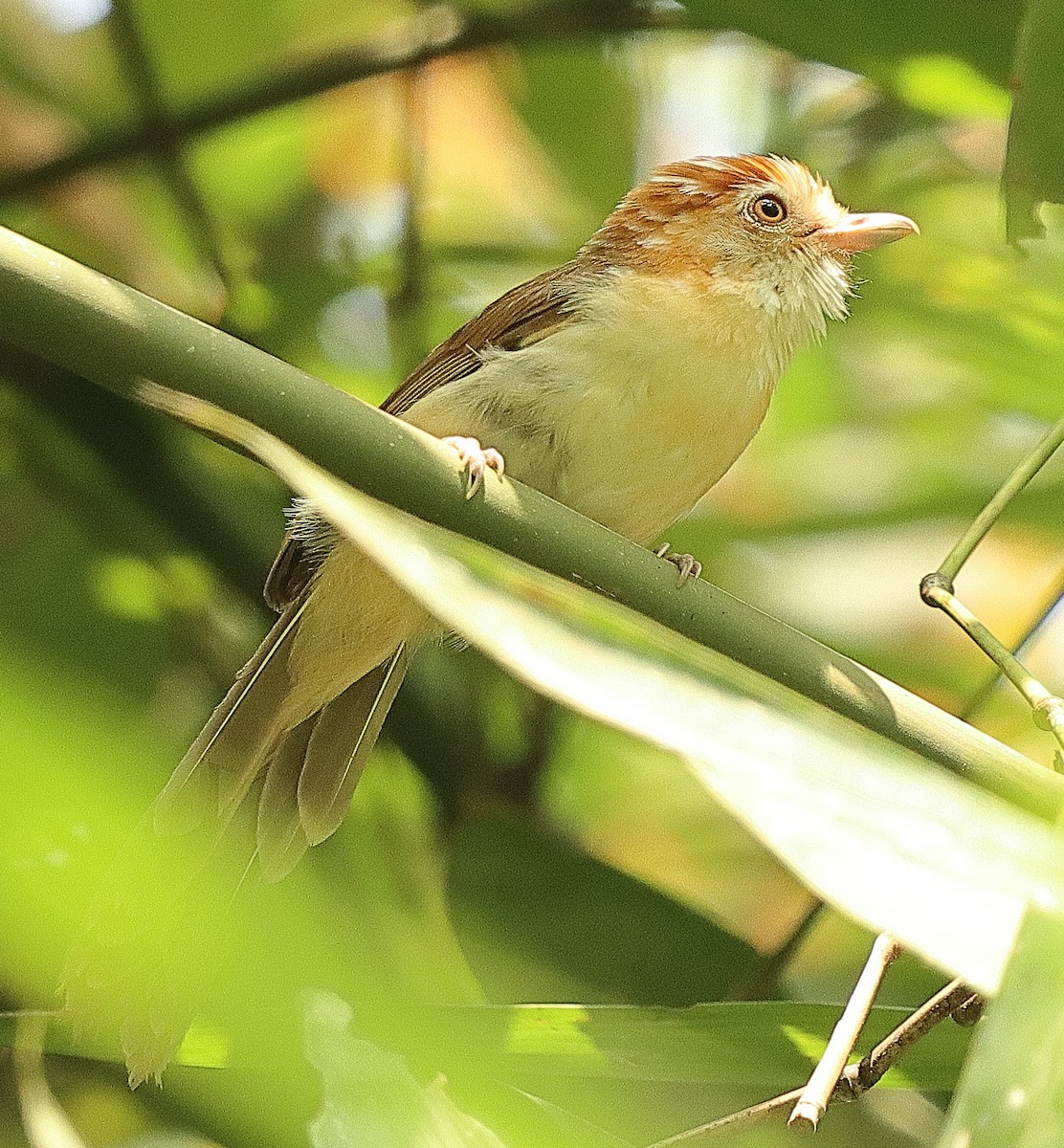 White-hooded Babbler - ML636771774