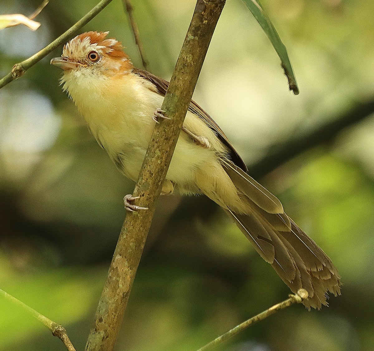 White-hooded Babbler - ML636771775