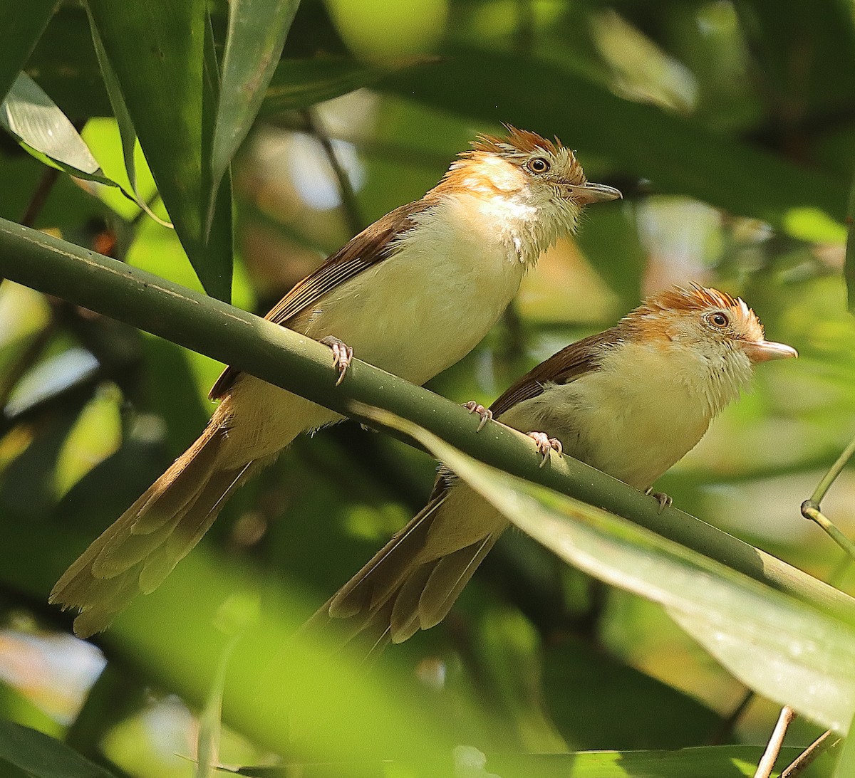 White-hooded Babbler - ML636771776