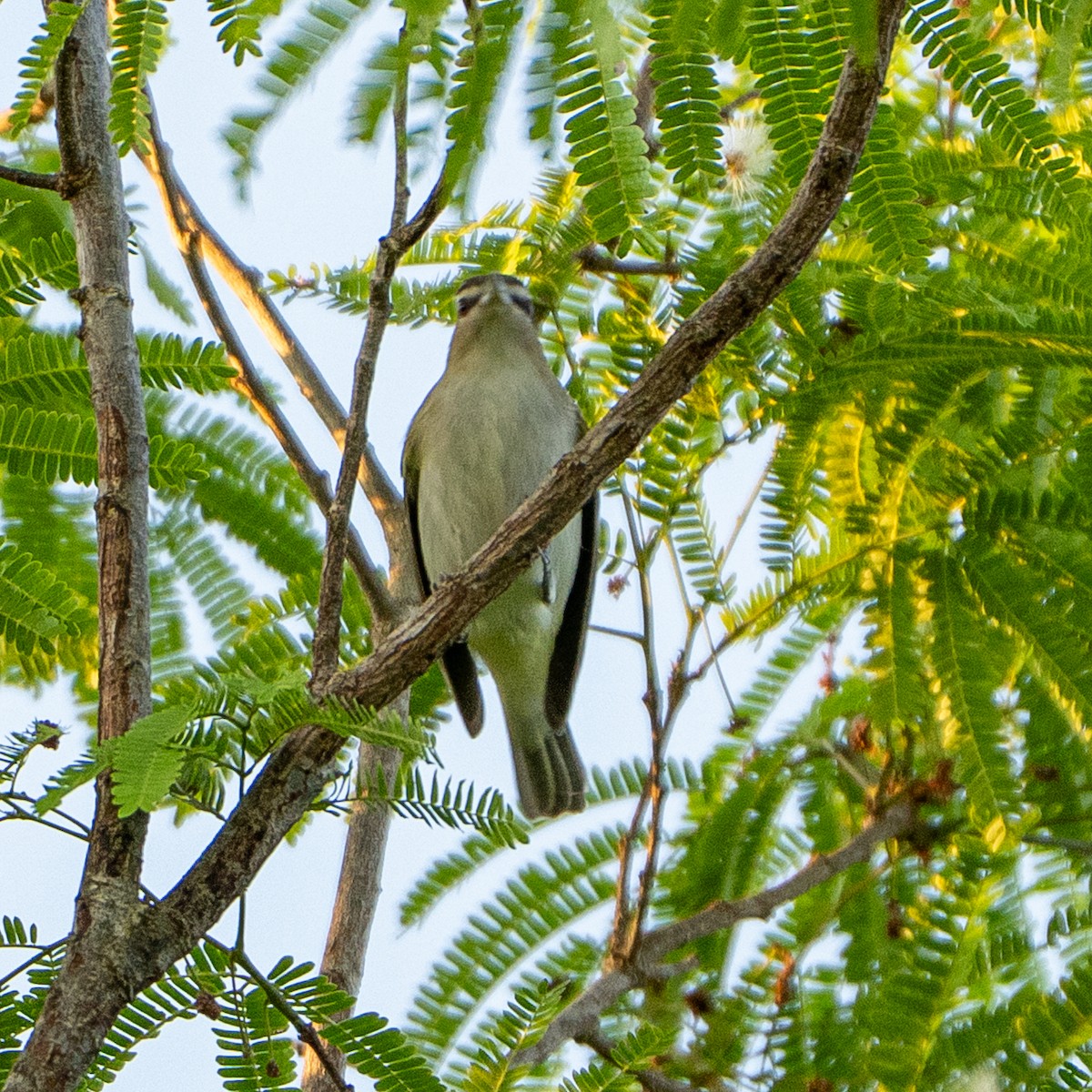 Yucatan Vireo - ML636771781