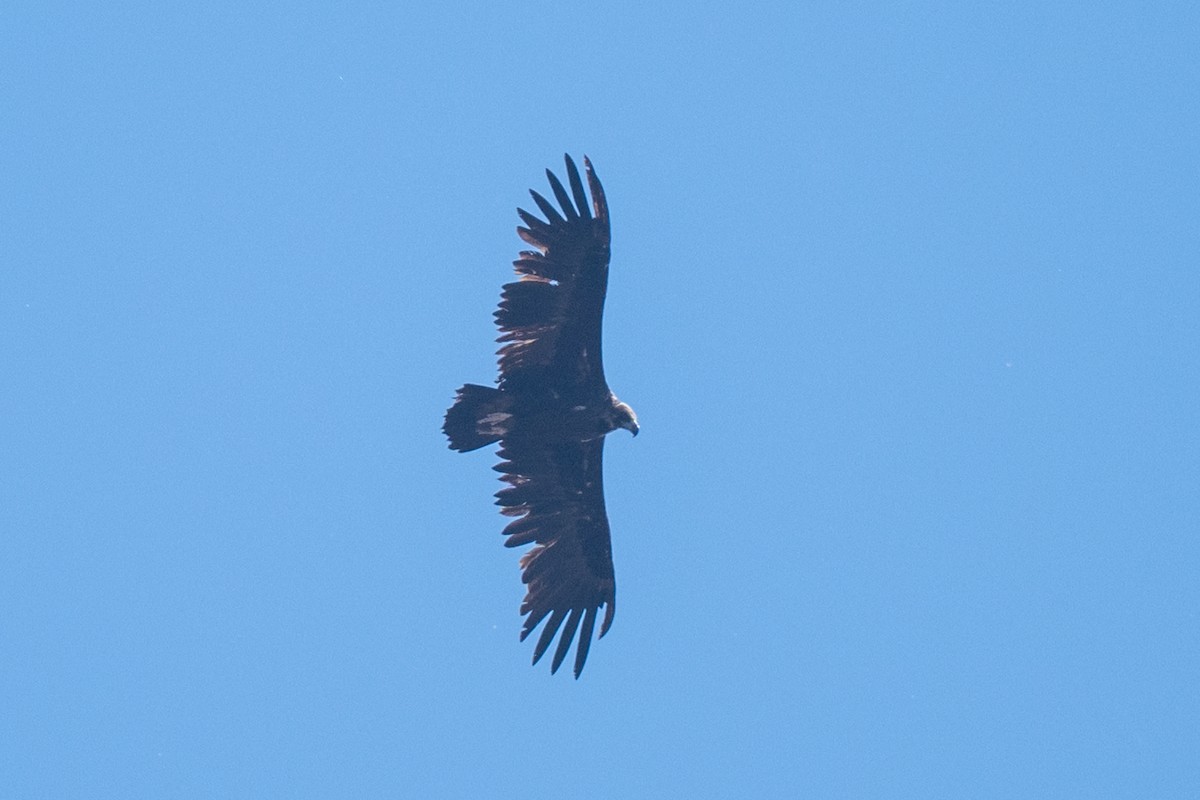 Cinereous Vulture - ML636771818