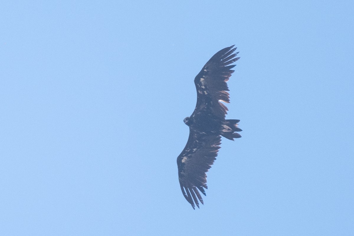 Cinereous Vulture - ML636771819