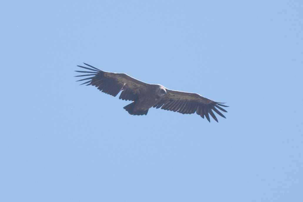 Eurasian Griffon - ML636771832