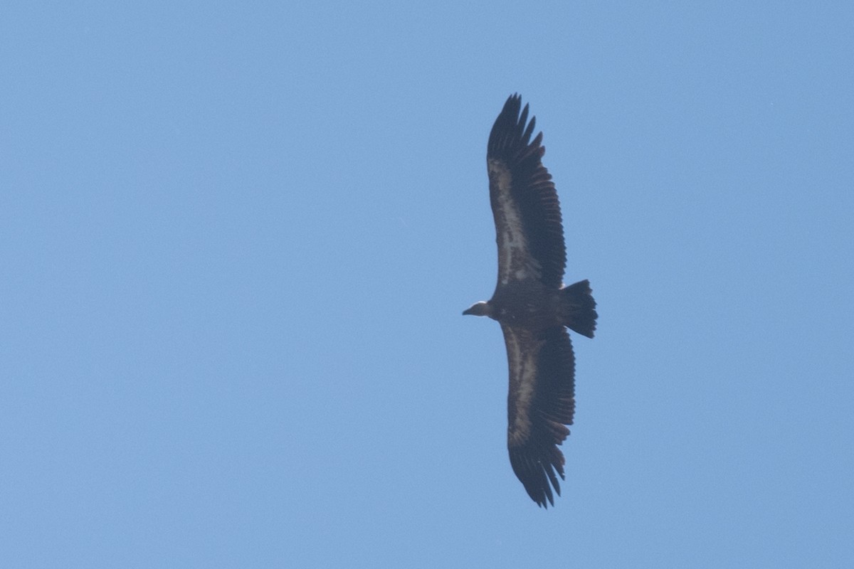 Eurasian Griffon - ML636771833