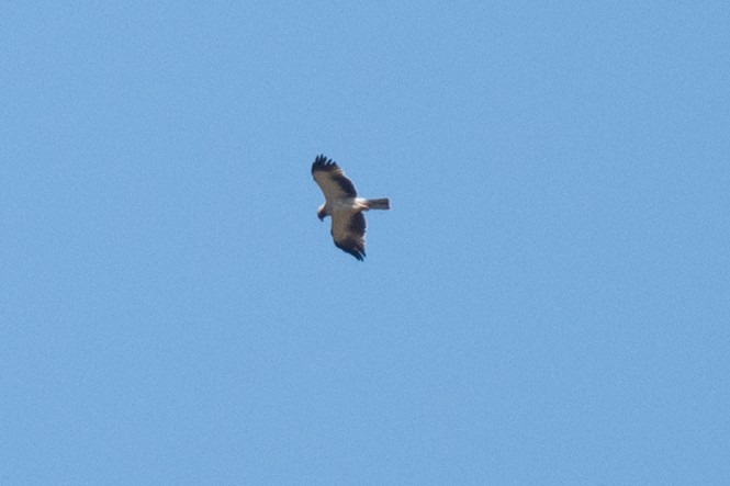 Booted Eagle - ML636771840