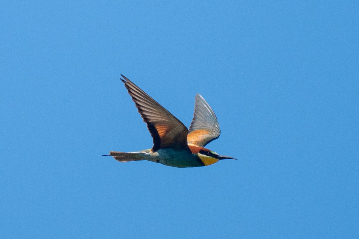 European Bee-eater - ML636771918