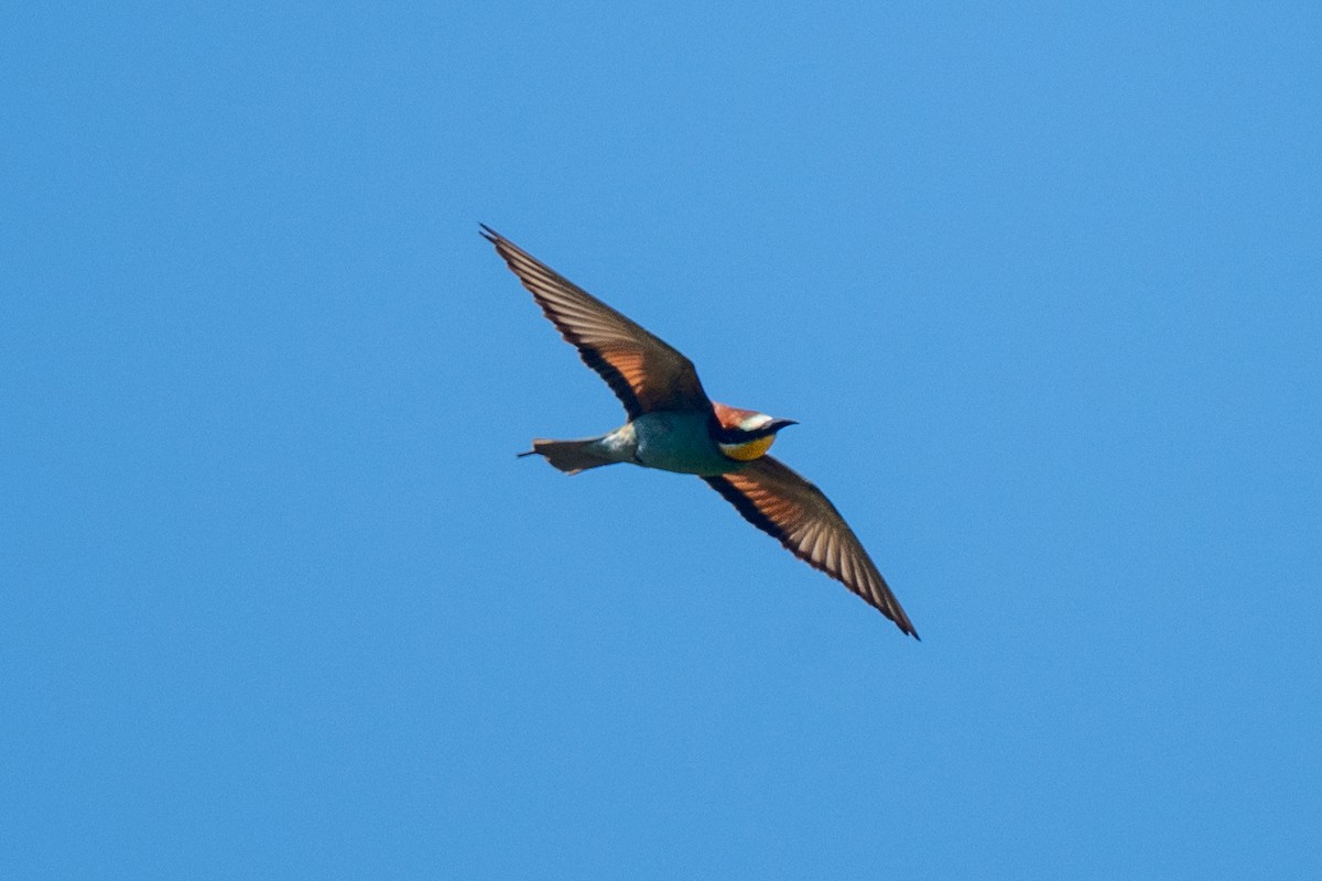 European Bee-eater - ML636771919