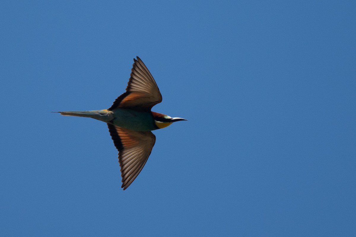 European Bee-eater - ML636771920