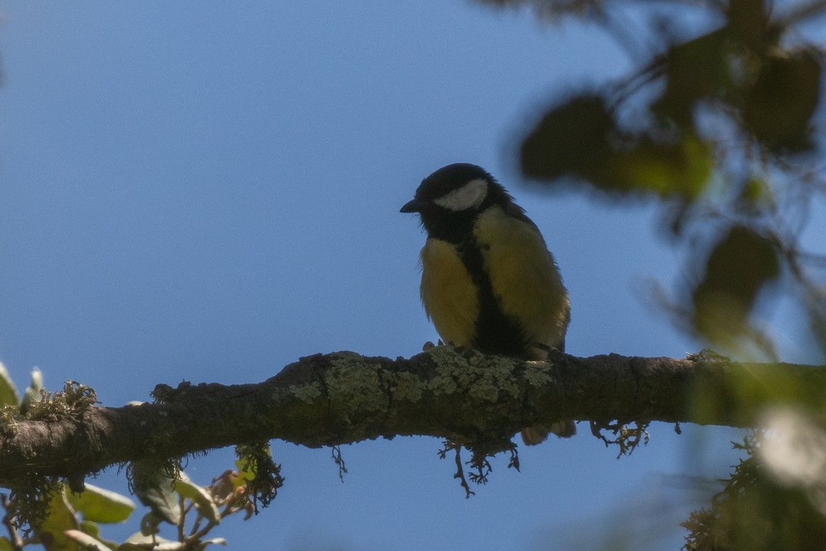 Great Tit - ML636771955
