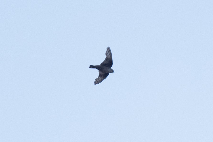 Eurasian Crag-Martin - ML636771968