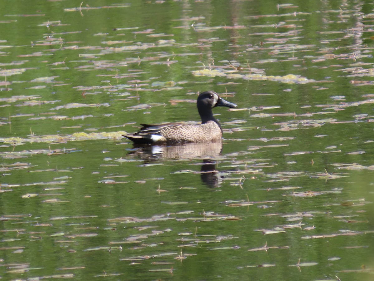 Blue-winged Teal - ML636771970