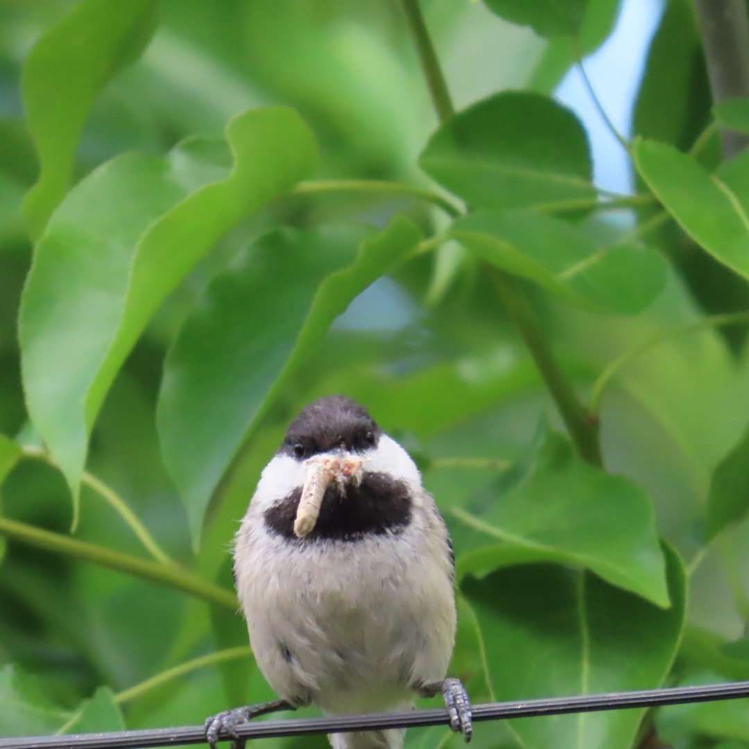 Black-capped Chickadee - ML636771977