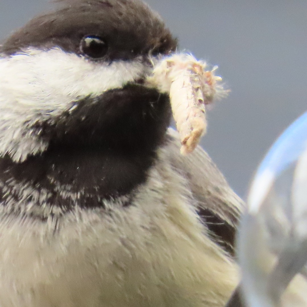 Black-capped Chickadee - ML636771987