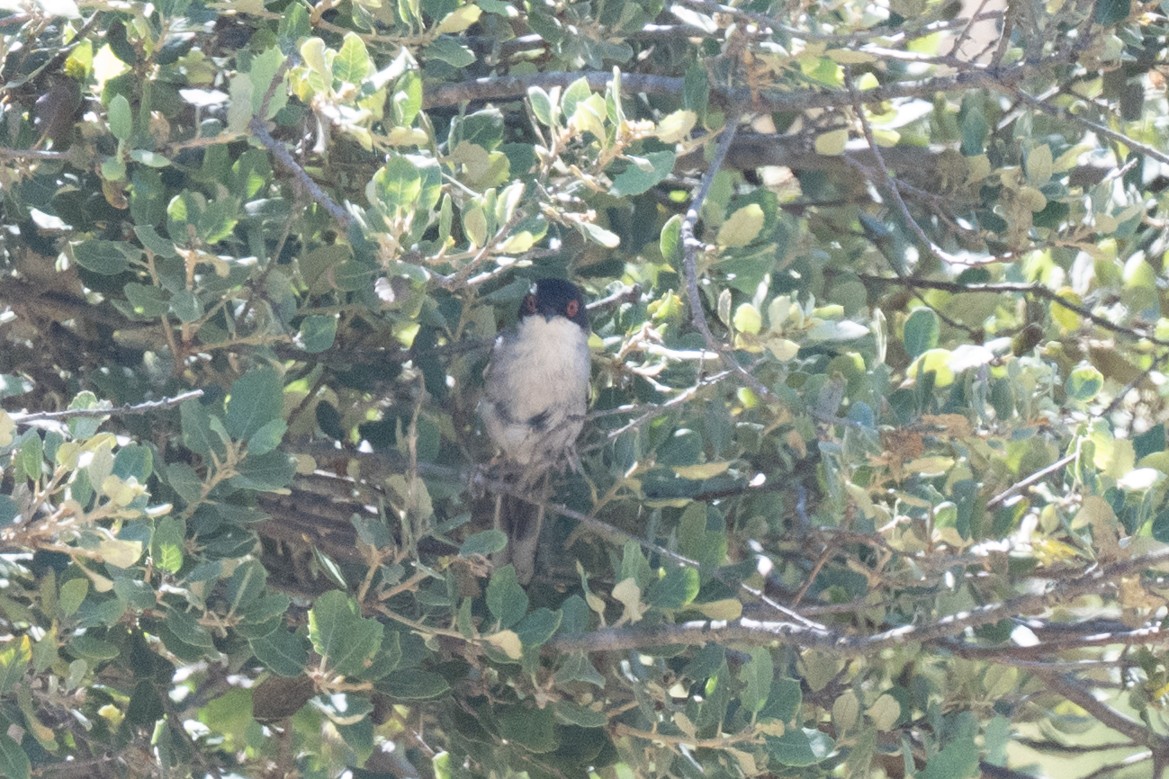 Sardinian Warbler - ML636771995