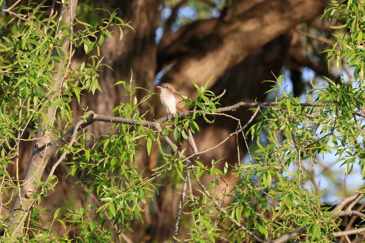Black-billed Cuckoo - ML636772006