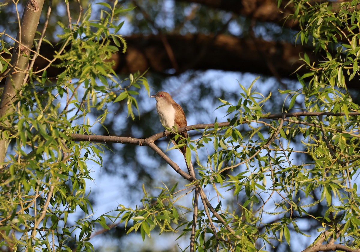 Black-billed Cuckoo - ML636772007