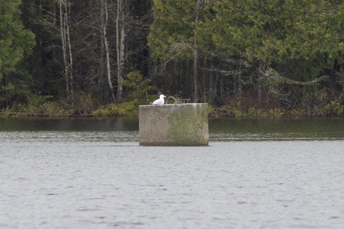 American Herring Gull - ML636772008