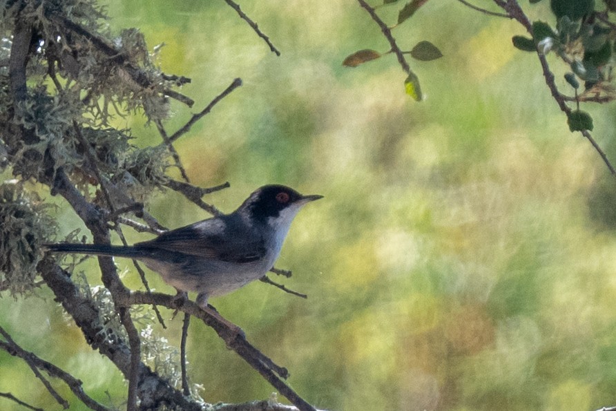 Sardinian Warbler - ML636772031