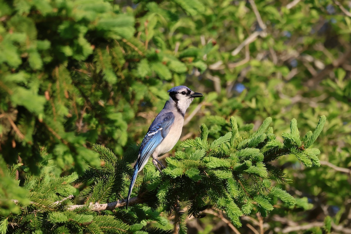 Blue Jay - ML636772099