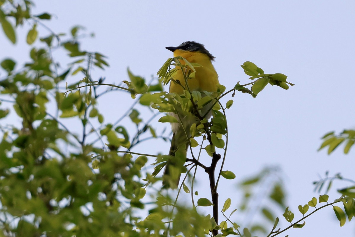 Yellow-breasted Chat - ML636772177