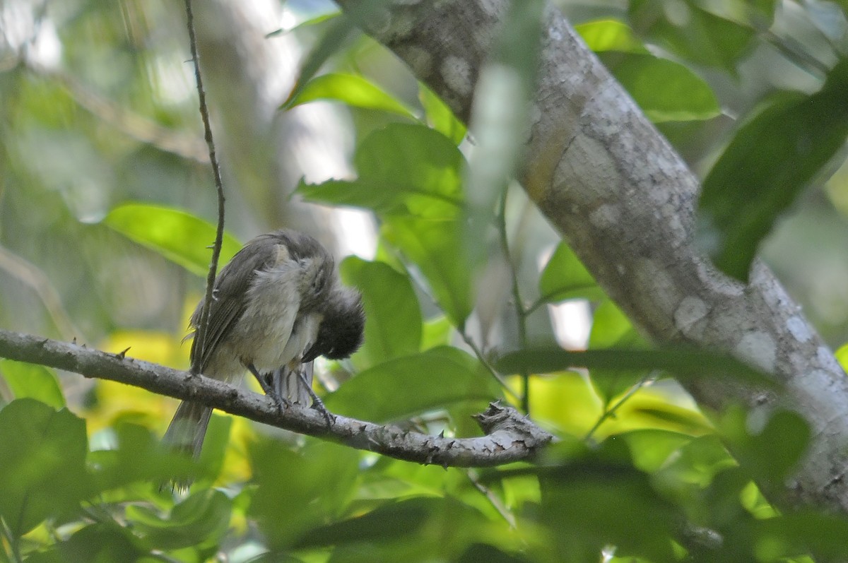 Simple Greenbul - ML636772286