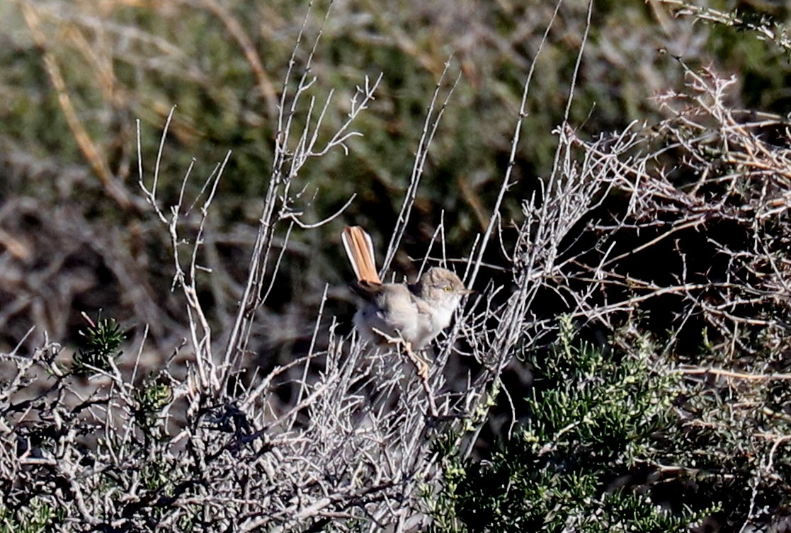 Asian Desert Warbler - ML636772449