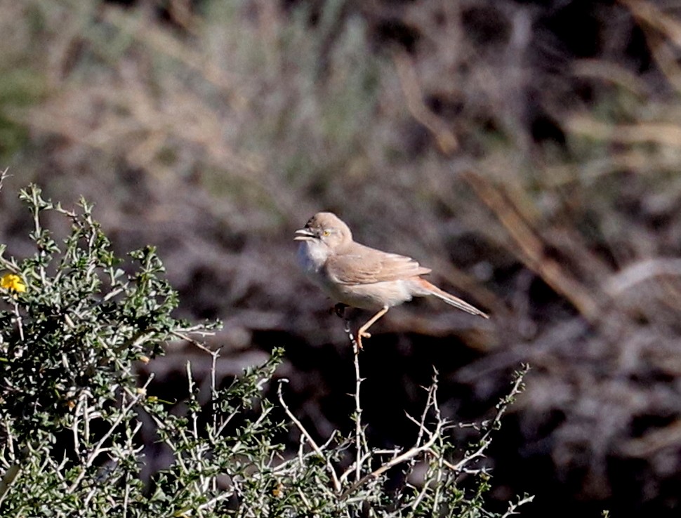 Asian Desert Warbler - ML636772500