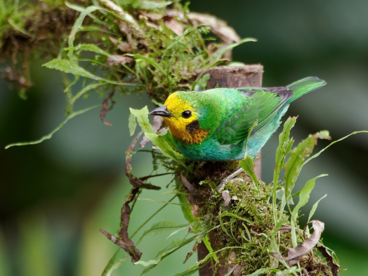 Multicolored Tanager - ML636772557