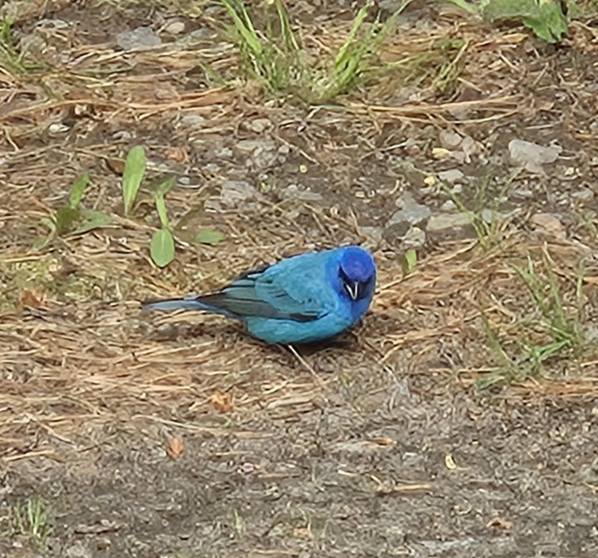 Indigo Bunting - ML636772576