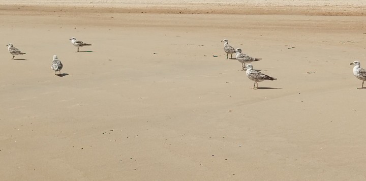 Yellow-legged Gull - ML636772580