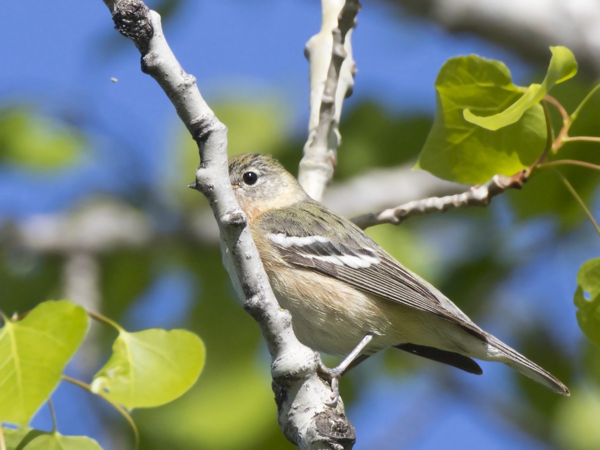 Bay-breasted Warbler - ML636772592