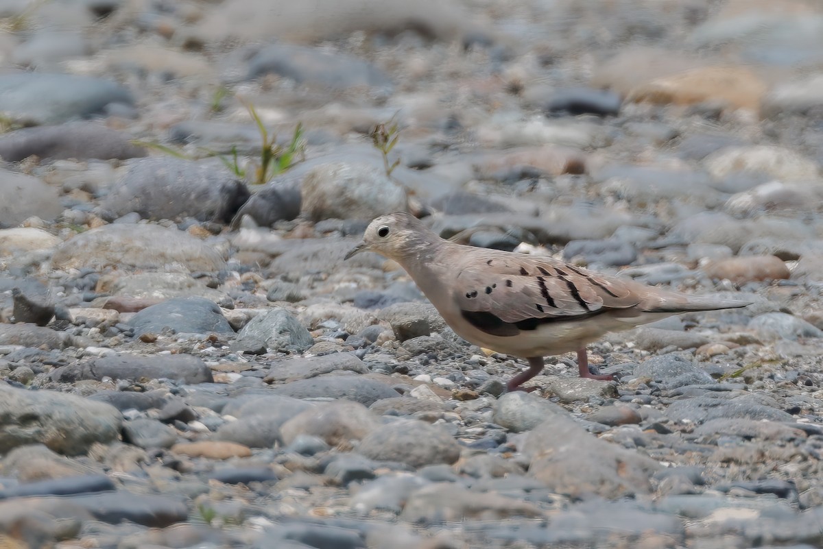 Ecuadorian Ground Dove - ML636772696