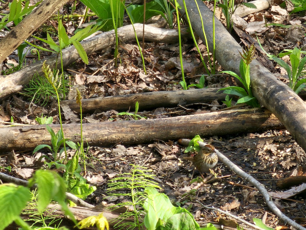 Lincoln's Sparrow - ML636772703