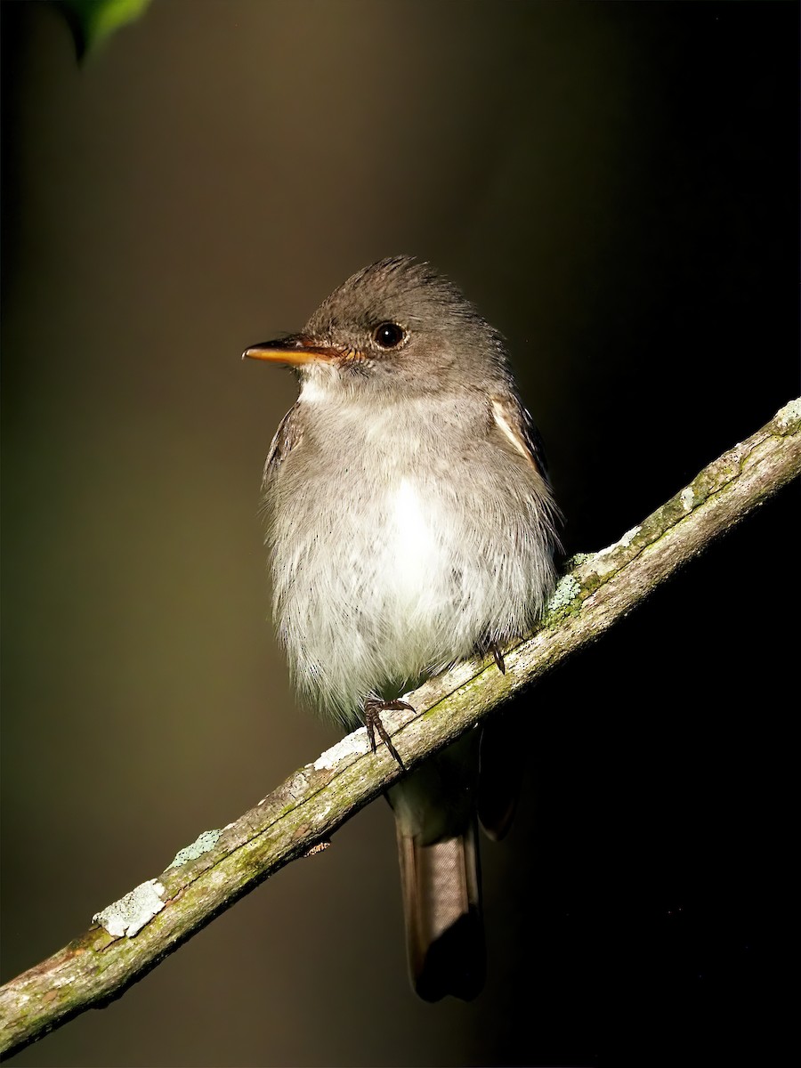 Eastern Phoebe - ML636772766