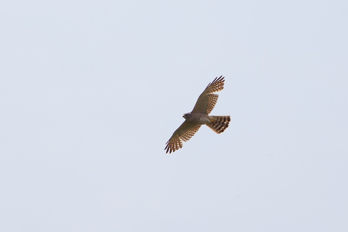 Levant Sparrowhawk - ML636772785