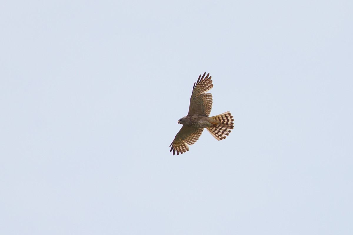 Levant Sparrowhawk - ML636772786