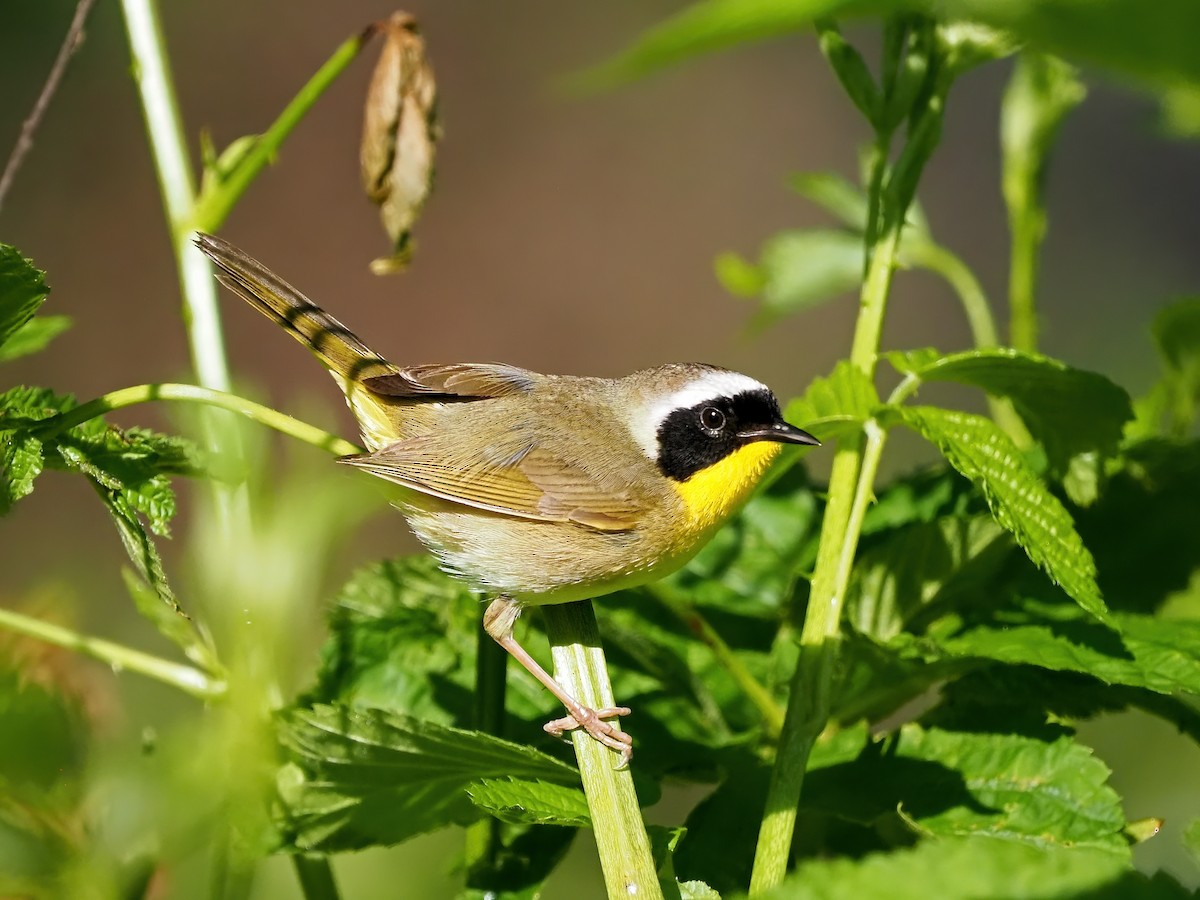 Common Yellowthroat - ML636772880