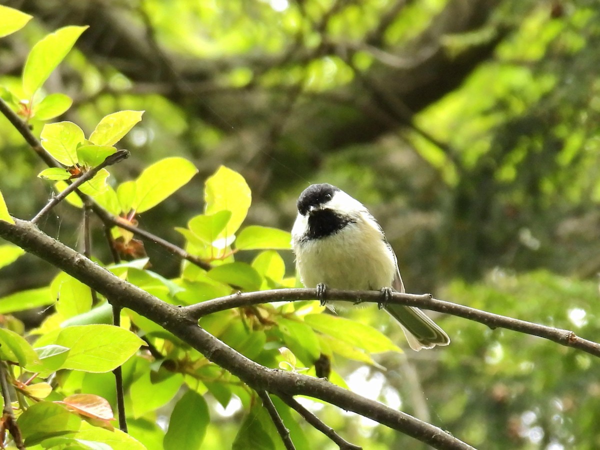 Black-capped Chickadee - ML636772892