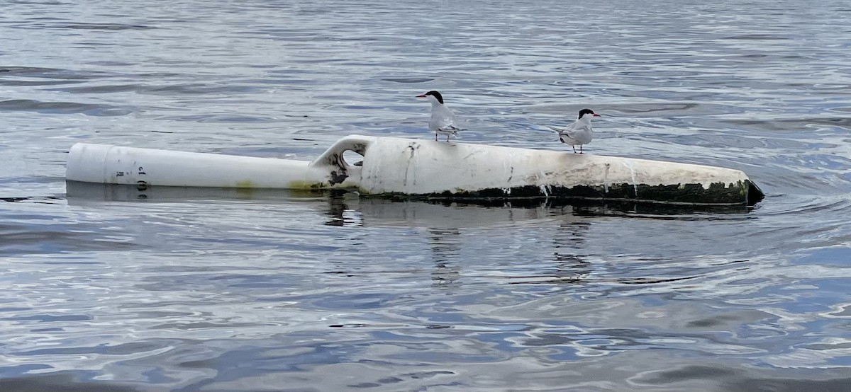 燕鷗 - ML636772917