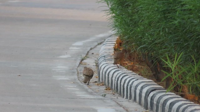 Gray Francolin - ML636772995