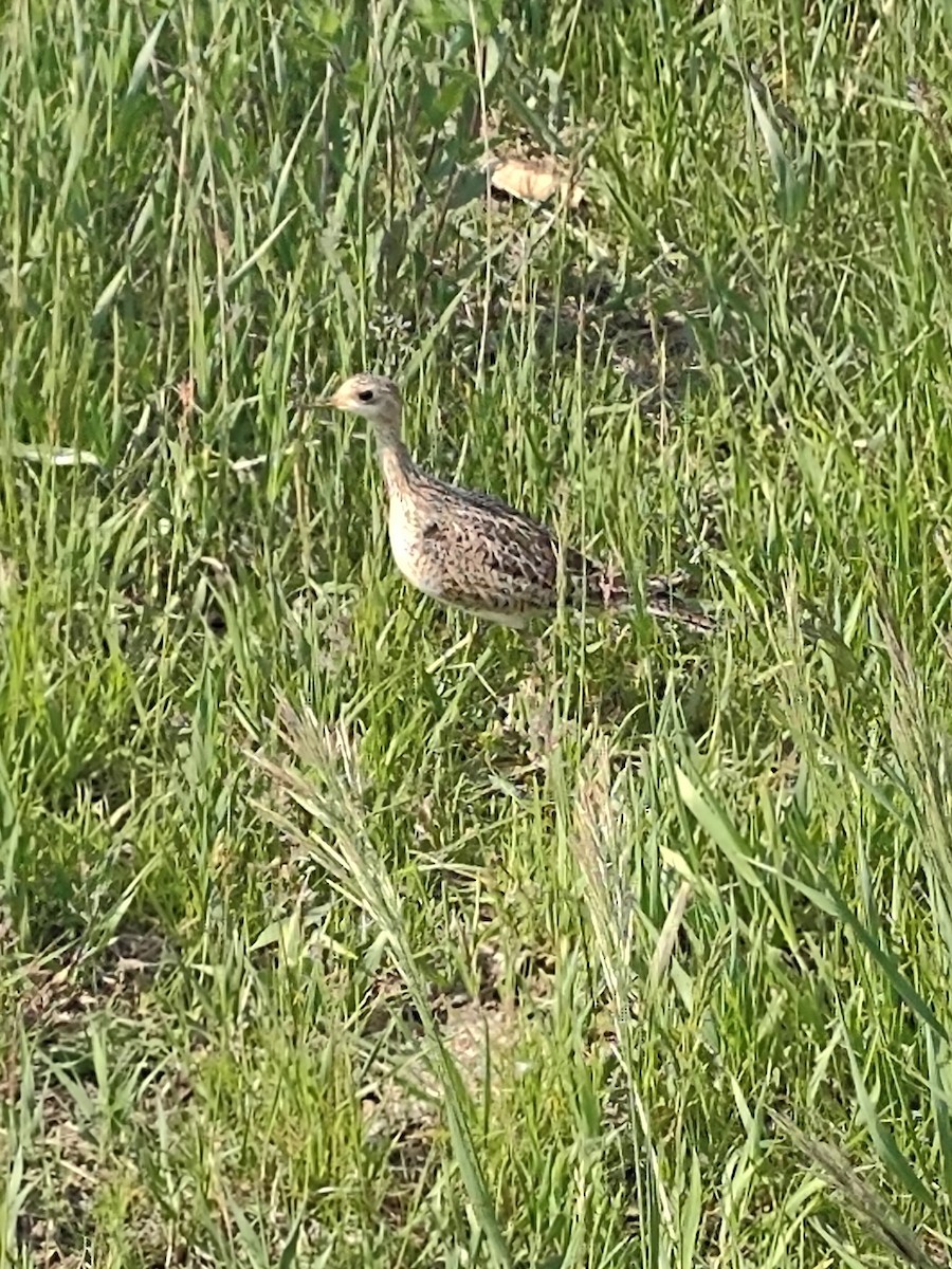 Upland Sandpiper - ML636773025