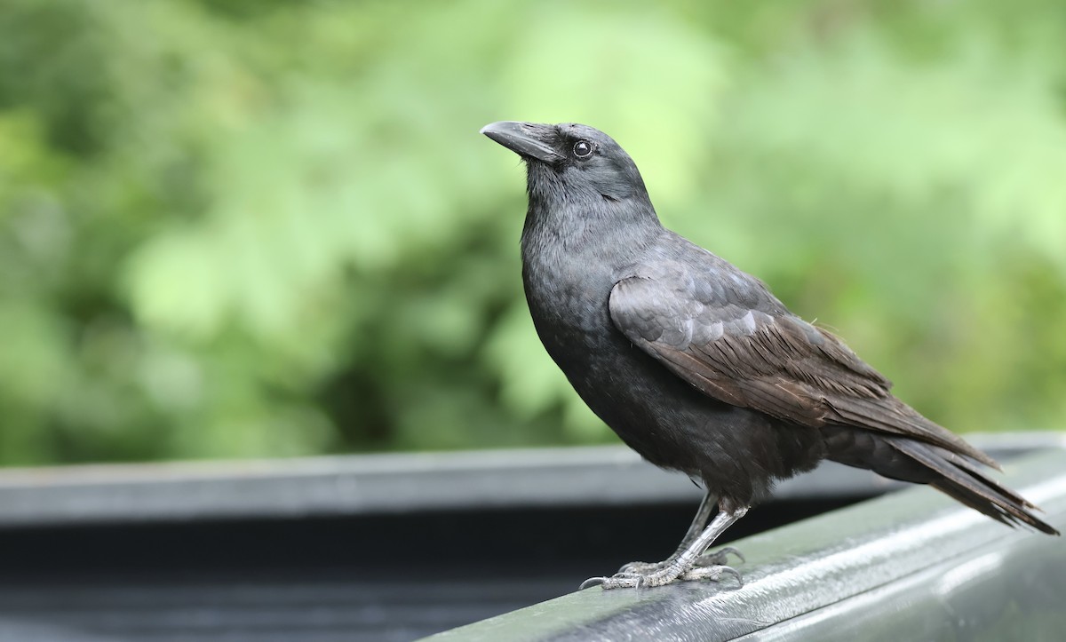 Fish Crow - Peyton Stone