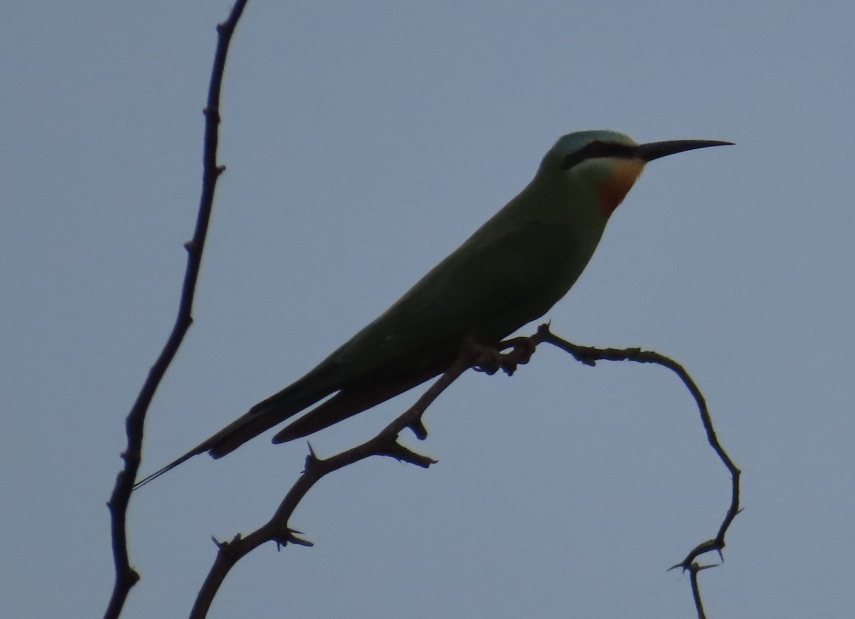 Blue-cheeked Bee-eater - ML636773050