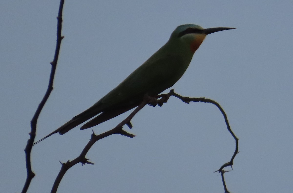 Blue-cheeked Bee-eater - ML636773051
