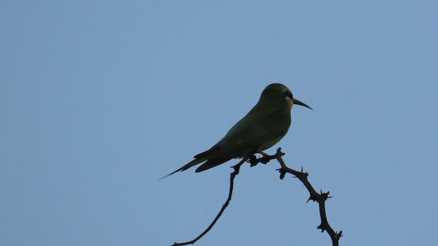 Blue-cheeked Bee-eater - ML636773083