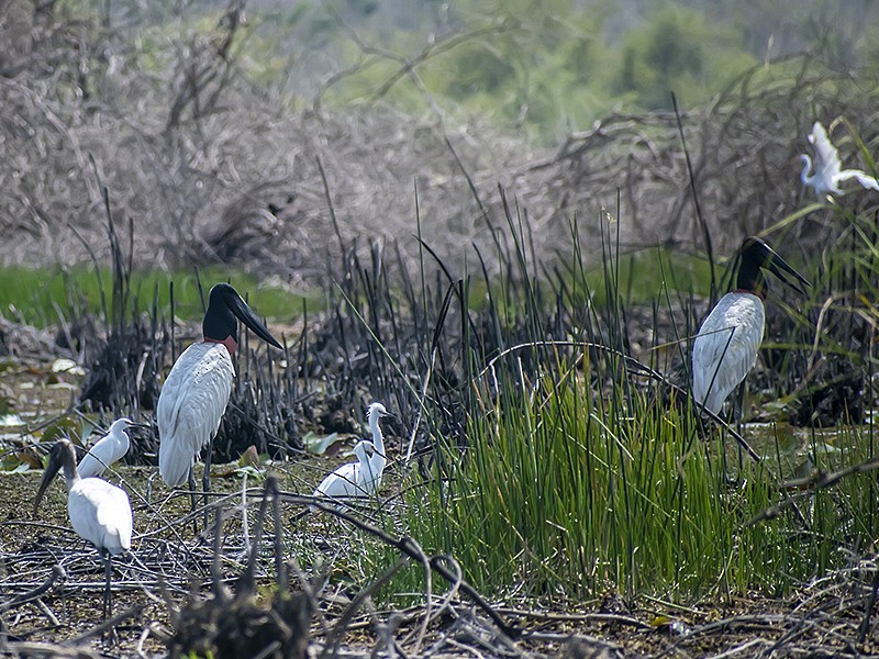 Jabiru - ML636773116