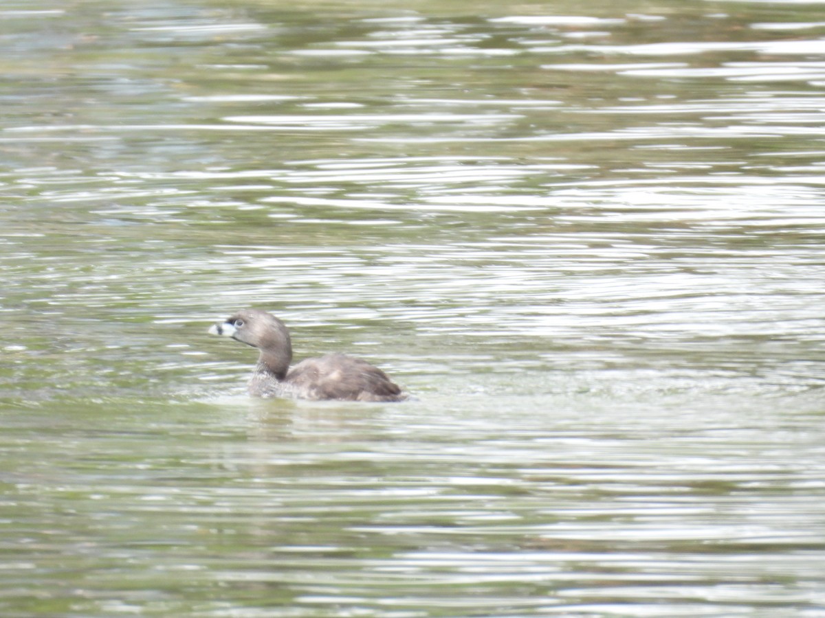 Pied-billed Grebe - ML636773202
