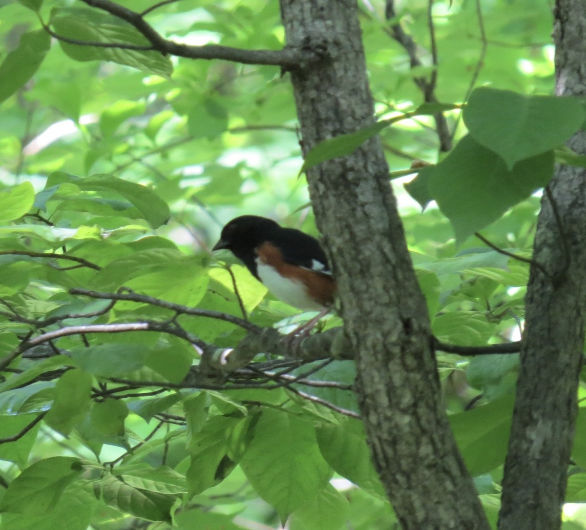 Eastern Towhee - ML636773204